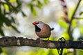 Shaft-tail Finch - Poephila acuticauda