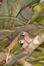 Shaft-tail Finch (Poephila acuticauda) Royalty Free Stock Photo