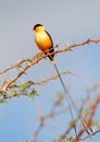 Shaft-tailed Whydah Royalty Free Stock Photo