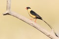Shaft-tailed Whydah Royalty Free Stock Photo