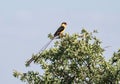 Shaft-tailed Whydah