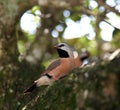 Shaftail Finch