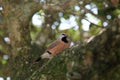 Shaftail Finch