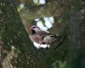 Shaftail Finch