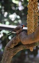 Shaftail Finch