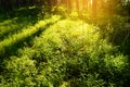 Shafts of light through Scots or Scotch pine Pinus sylvestris tree trunks in coniferous evergreen forest.