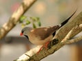 Shafttail finch Royalty Free Stock Photo
