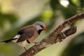 Shafttail Finch Poephila acuticauda