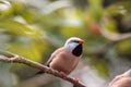 Shafttail Finch Poephila acuticauda