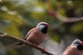 Shafttail Finch Poephila acuticauda