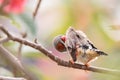 Shafttail Finch Poephila acuticauda