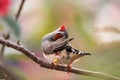 Shafttail Finch Poephila acuticauda