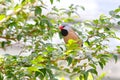 Shafttail Finch