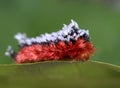Shag-carpet caterpillar Royalty Free Stock Photo