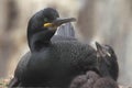 Shag with chick on nest