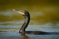 Shag diving on the rover water. Dark bird Great Cormorant, Phalacrocorax carbo, head in the water surface. Corcovado, Costa Rica.