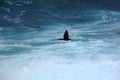 Shag flying over the sea Royalty Free Stock Photo