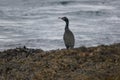 A Shag (gulosus aristotelis) on Sound of Islay, Isle of Jura, Scotland