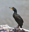 Shag at Hopeman. Royalty Free Stock Photo