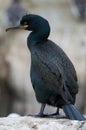 Shag ( Phalacrocorax aristotelis)