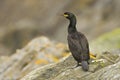 Shag Phalacrocorax aristotelis Royalty Free Stock Photo