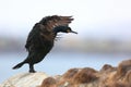 Shag on rock coast Royalty Free Stock Photo