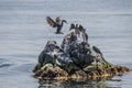 Shag on a rock