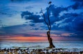 Shag sitting on the op of the tree growing out of the sea