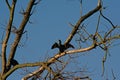 Shag sitting in a tree with spread wings - Phalacrocorax carbo