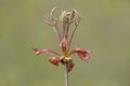 Shagbark Hickory Leaves Emerging in Spring