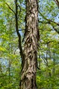 Shagbark Hickory tree trunk