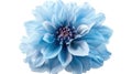 Closeup of Shaggy Light Blue Dahlia Flower Isolated on White Background with Clipping Path for Design Royalty Free Stock Photo