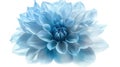 Closeup of Shaggy Light Blue Dahlia Flower Isolated on White Background with Clipping Path for Design Royalty Free Stock Photo