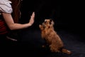 Shaggy Belgian Griffon during training. Hand of girl training Brussels Griffon dog on Black Background in studio Royalty Free Stock Photo