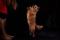 Shaggy Belgian Griffon during training. Hand of girl training Brussels Griffon dog on Black Background in studio Royalty Free Stock Photo