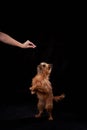 Shaggy Belgian Griffon during training. Hand of girl training Brussels Griffon dog on Black Background in studio Royalty Free Stock Photo