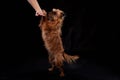 Shaggy Belgian Griffon during training. Hand of girl training Brussels Griffon dog on Black Background in studio Royalty Free Stock Photo