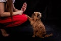 Shaggy Belgian Griffon during training. Hand of girl training Brussels Griffon dog on Black Background in studio Royalty Free Stock Photo
