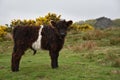 Shaggy Belted Galloway Calf with Golden Yellow Gorse in Bloom