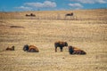 shaggy bison lie scattered on tall grass prairie in winter Royalty Free Stock Photo