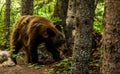 Shaggy Black Bear Wanders into Forest in Grand Teton