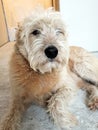 Shaggy blonde dog laying down with a black button nose