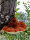 shaggy bracket growing on a tree