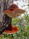 shaggy bracket growing on a tree