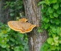 Shaggy bracket - Inonotus hispidus - is a fungus and a plant pathogen