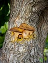 Shaggy bracket (inonotus hispidus) growing on a common mulberry trunk