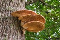 Shaggy bracket on tree trunk. Latin name - innotus hispidus.