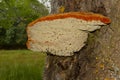 Shaggy bracket on tree