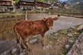 Shaggy Brown calf standing on edge of rice field, China.