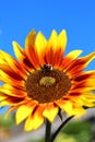 Shaggy bumblebee on a bright beautiful sunflower against the blue sky Royalty Free Stock Photo